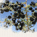 Nêspera seca Ningxia vermelho orgânico Black Wolf Berry